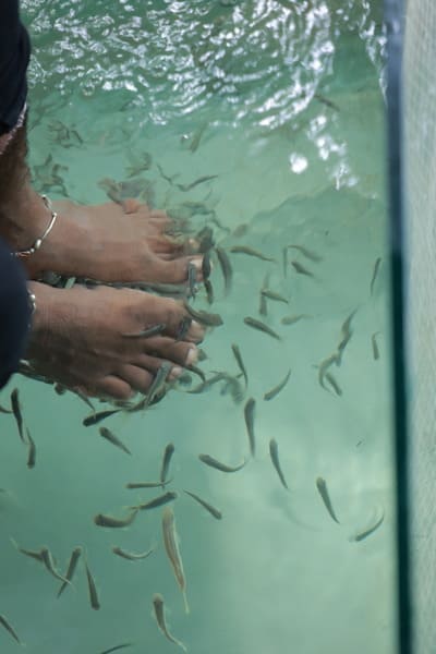 Fish Spa